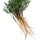 Wild Carrot (Daucus carota ssp. carota) organic seeds