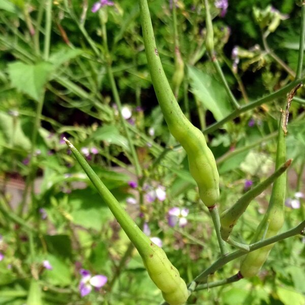 Rat-Tailed Radish (Raphanus caudatus) organic seeds