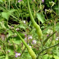 Rat-Tailed Radish (Raphanus caudatus) organic seeds
