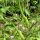 Rat-Tailed Radish (Raphanus caudatus) organic seeds