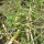 Rat-Tailed Radish (Raphanus caudatus) organic seeds