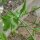 Rat-Tailed Radish (Raphanus caudatus) organic seeds