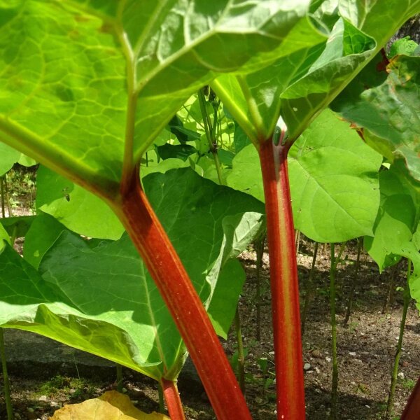 Chinese Rhubarb (Rheum rhabarbarum) organic seeds