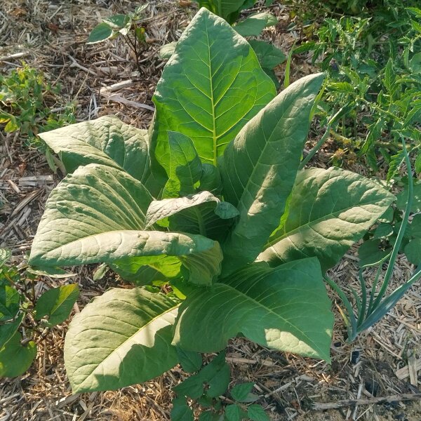 Tobacco Badischer Geudertheimer (Nicotiana tabacum) organic seeds