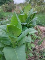 Tobacco Badischer Geudertheimer (Nicotiana tabacum) organic seeds