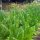 Tobacco Badischer Geudertheimer (Nicotiana tabacum) organic seeds