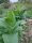 Tobacco Badischer Geudertheimer (Nicotiana tabacum) organic seeds