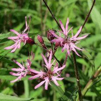 Ragged-Robin (Lychnis flos-cuculi) organic seeds