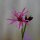 Ragged-Robin (Lychnis flos-cuculi) organic seeds