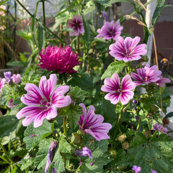 Common Mallow/ Hollyhock Mallow Zebrina (Malva sylvestris) organic seeds