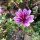 Common Mallow/ Hollyhock Mallow Zebrina (Malva sylvestris) organic seeds