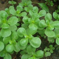 Green Purslane (Portulaca oleracea) organic