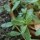 Green Purslane (Portulaca oleracea) organic seeds