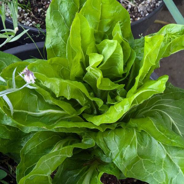 Leaf Chicory Zuckerhut (Cichorium intybus var. foliosum) organic seeds