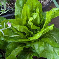 Leaf Chicory Zuckerhut (Cichorium intybus var. foliosum)...