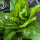 Leaf Chicory Zuckerhut (Cichorium intybus var. foliosum) organic seeds
