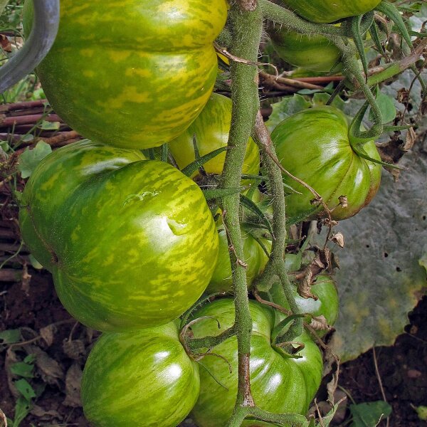 Tomato Green Zebra (Solanum lycopersicum) seeds