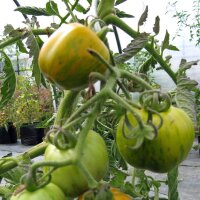 Tomato Green Zebra (Solanum lycopersicum) seeds