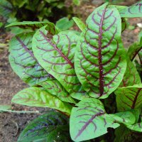 Bloody Dock / Red Veined Sorrel (Rumex sanguineus)...