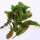 Bloody Dock / Red Veined Sorrel (Rumex sanguineus) organic seeds