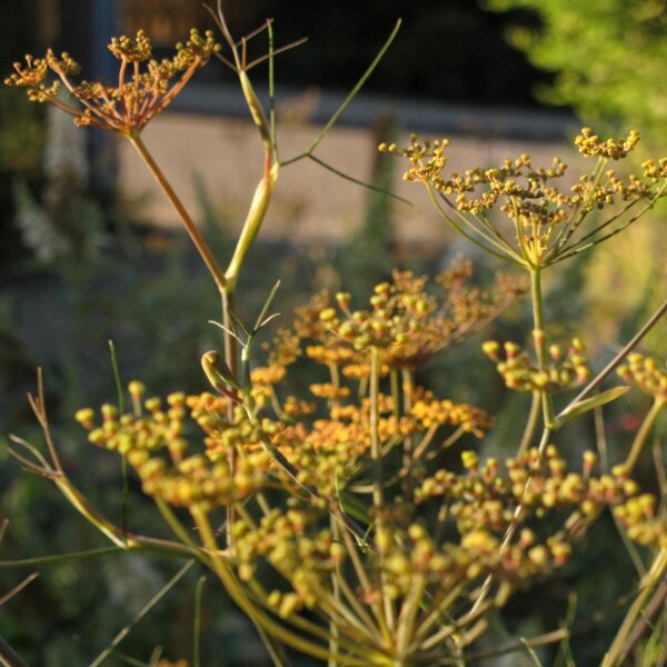 Bronze Fennel (Foeniculum vulgare) organic seeds