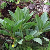 Great Yellow Gentian (Gentiana lutea) organic seeds