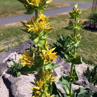 Great Yellow Gentian (Gentiana lutea) organic