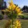 Great Yellow Gentian (Gentiana lutea) organic seeds