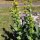 Great Yellow Gentian (Gentiana lutea) organic seeds