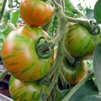 Tomato Tigerella (Solanum lycopersicum)