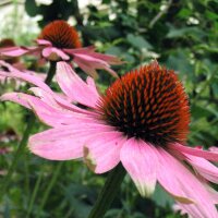 Purple Coneflower (Echinacea purpurea) organic seeds