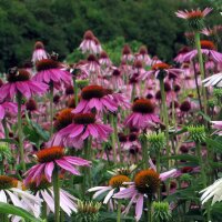 Purple Coneflower (Echinacea purpurea) organic seeds