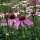 Purple Coneflower (Echinacea purpurea) organic seeds