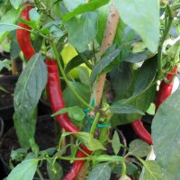 Chilli Pepper Westlandse Lange Rode (Capsicum annuum)...