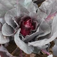 Red Pointed Cabbage Kalibos (Brassica oleracea var. capitata) organic seeds