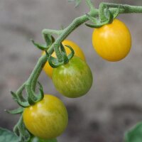 Yellow Wild Tomato  (Solanum pimpinellifolium) organic