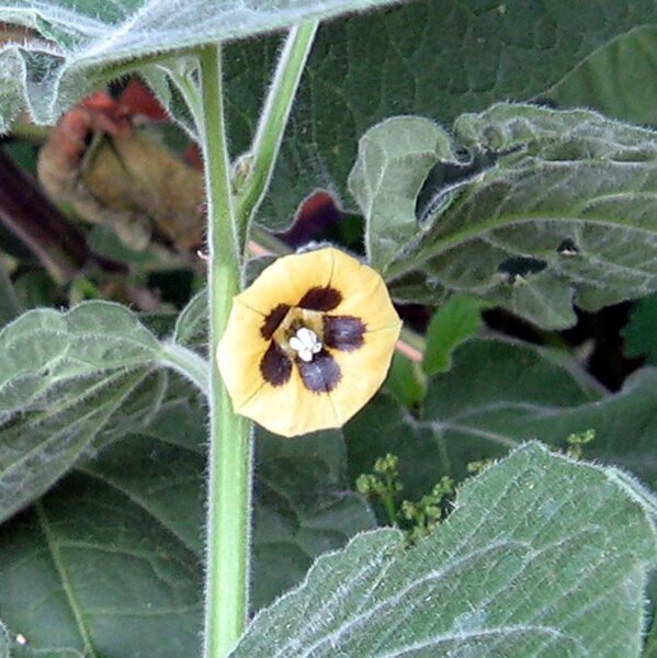 Cape Gooseberry  (Physalis peruviana) organic seeds