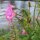 Great Hairy Willowherb (Epilobium hirsutum) organic seeds