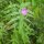 Great Hairy Willowherb (Epilobium hirsutum) organic seeds