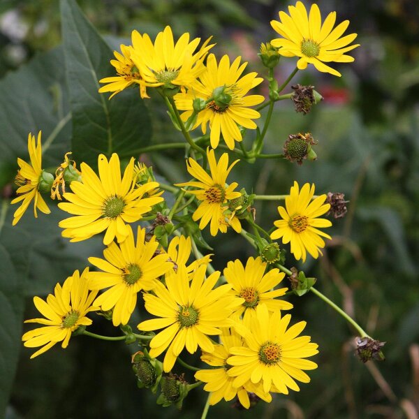 Cup Plant / Indian Cup (Silphium perfoliatum) organic seeds