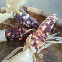 Colourful Sweet Corn Maize Rainbow Inka (Zea mays) Organic seeds