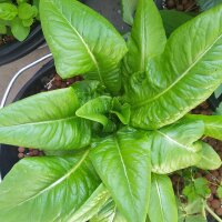 Romaine Lettuce Rehzunge (Lactuca sativa) organic seeds