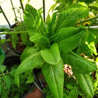 Romaine Lettuce Rehzunge (Lactuca sativa) organic seeds