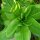Romaine Lettuce Rehzunge (Lactuca sativa) organic seeds
