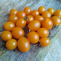 Galapagos Wild Tomato (Solanum cheesemaniae) seeds