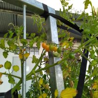 Galapagos Wild Tomato (Solanum cheesemaniae) seeds