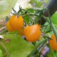 Galapagos Wild Tomato (Solanum cheesemaniae)