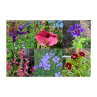 A Sea Of Blossoms (Organic) - Seed kit