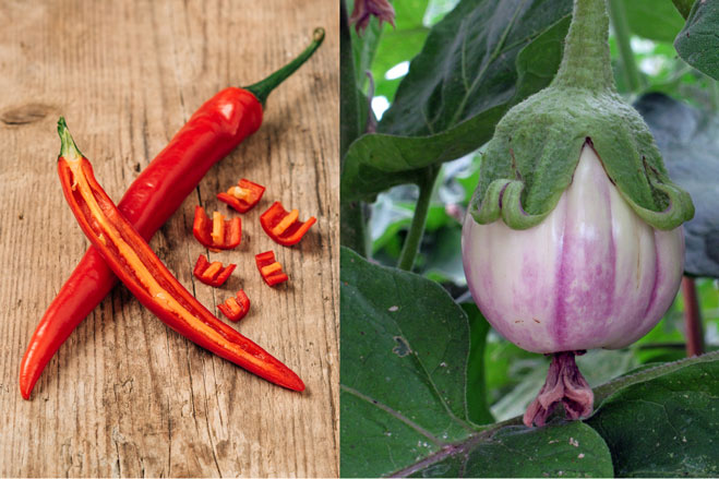 Sow chillies & co. from January onwards  Blogpost Illustration