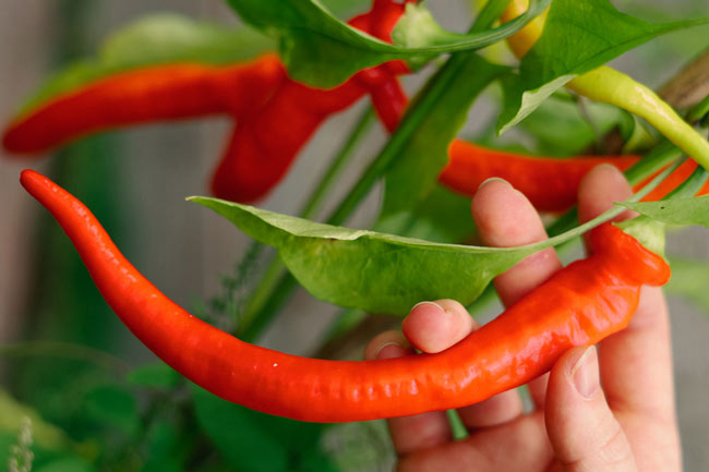 Getting chillies off to a flying start  Blogpost Illustration